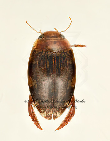 Laccophilus maculosus  PREDACEOUS DIVING BEETLE 9019477z