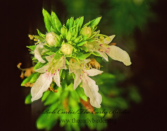Teucrium sp  GERMANDER 89010z