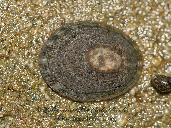 LIMPET 9059384z