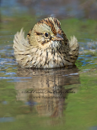 Melospiza lincolnii  LINCOLN'S SPARROW 9005620z