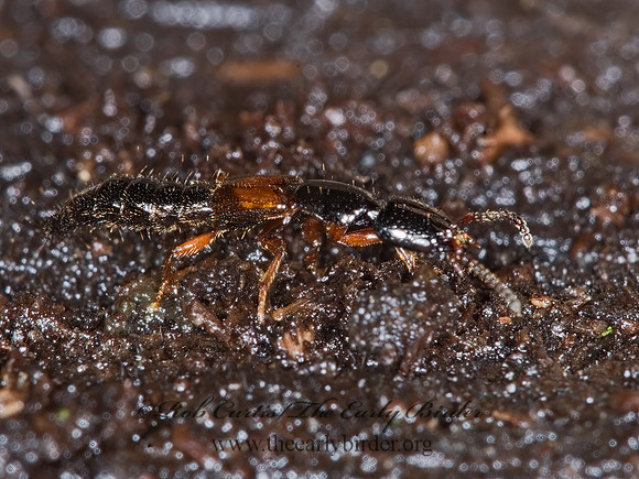 Nudobius cephalus  ROVE BEETLE 6016787z