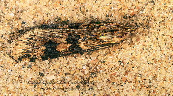 Nomophila nearctica LUCERNE MOTH