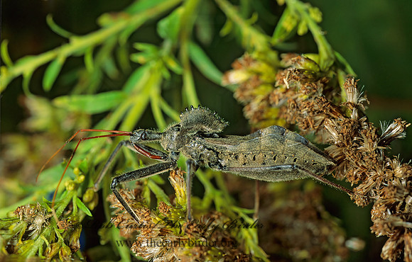 Arilus cristatus 44914z