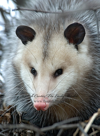 Didelphis virginiana  VIRGINIA OPOSSUM 5017617z