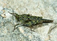 Paratettix cucullatus 5009607z