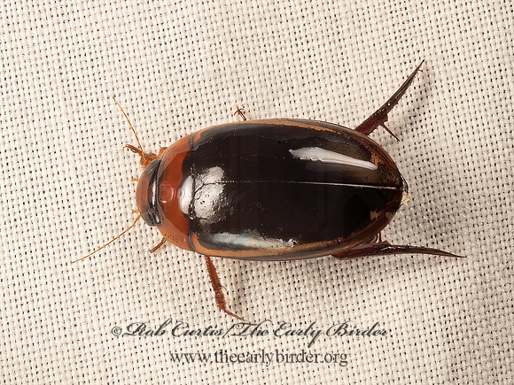 Hydaticus bimarginatus  PREDACEOUS DIVING BEETLE 9050435z