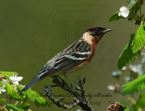 Setophaga castanea  BAY-BREASTED WARBLER 3007713z
