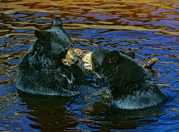 Ursus americanus  BLACK BEAR  302532z