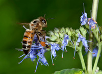 Apis mellifera WESTERN HONEYBEE 8031389z