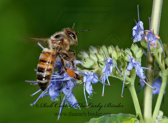 Apis mellifera  WESTERN HONEYBEE 8031389z