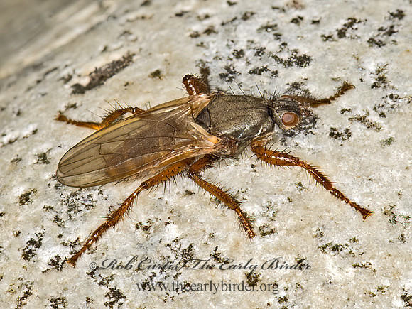 Coelopa frigida  KELP FLY 9032441z