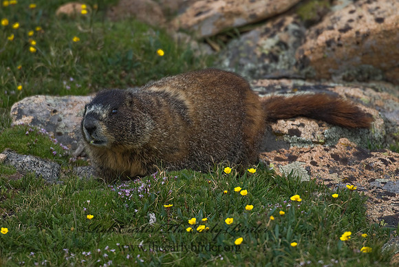 Marmota flaviventris  YELLOW-BELLIED MARMOT 7010509z