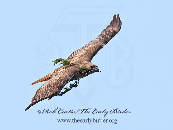 Buteo jamaicensis  RED-TAILED HAWK 9068828z