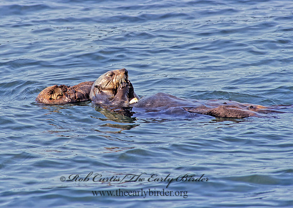 Enhydra lutris kenyoni  NORTHERN SEA OTTER 225504z