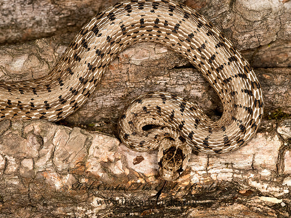 Storeria dekayi  BROWN SNAKE 9024259z
