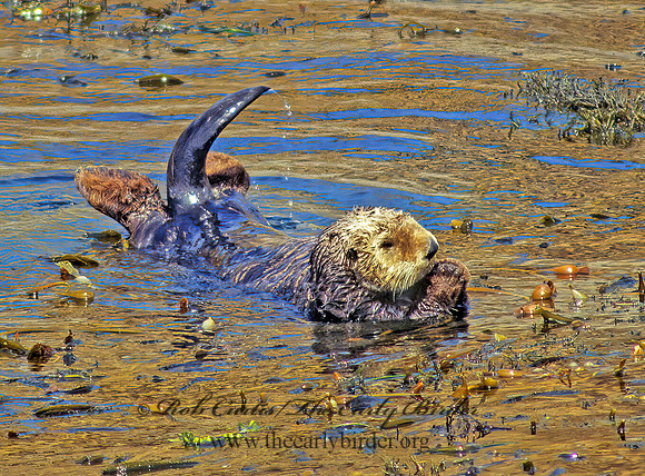 Enhydra lutris nereis  SOUTHERN SEA OTTER 129002 z