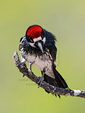 Melanerpes formicivorus  ACORN WOODPECKER 3036796z,"1"