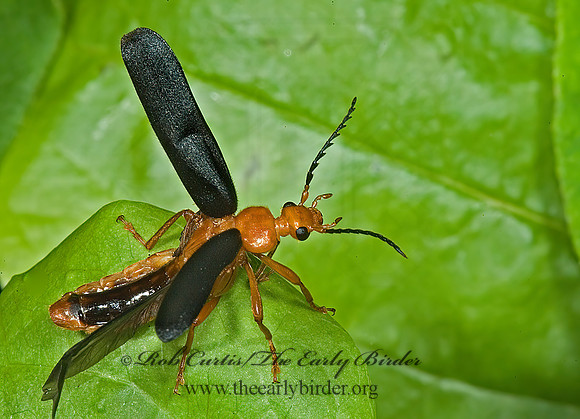 Neopyrochroa flabellata 5010621z