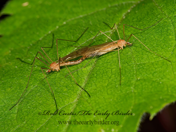 Dicranoptycha sp~  CRANE FLY 9031740z