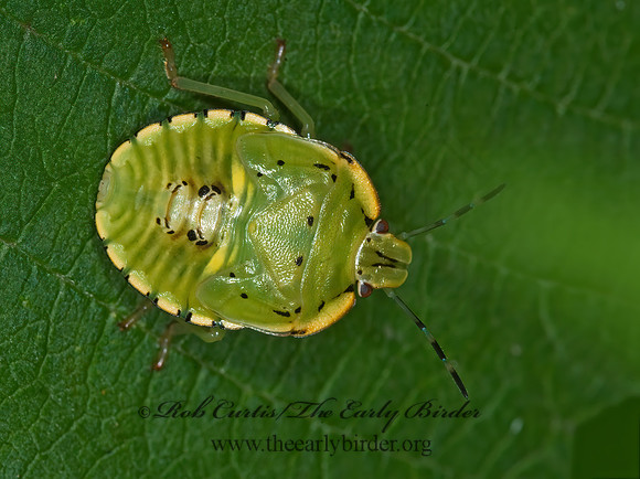 Chinavia hilaris  GREEN STINKBUG 6010470z