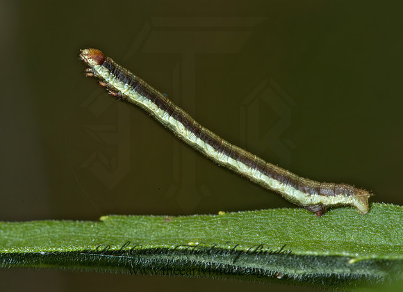 Itame~  SPANWORM MOTH~ 5000625z