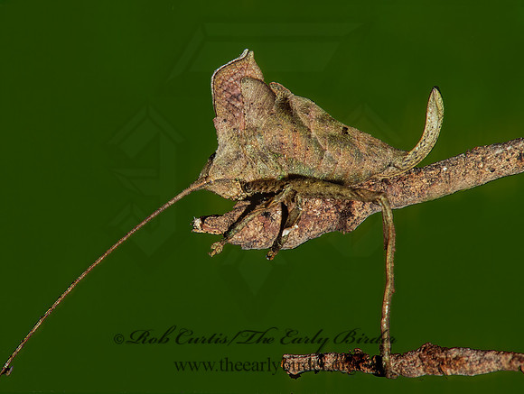 Mimetica viridifolia DEAD-LEAF KATYDID 199720z