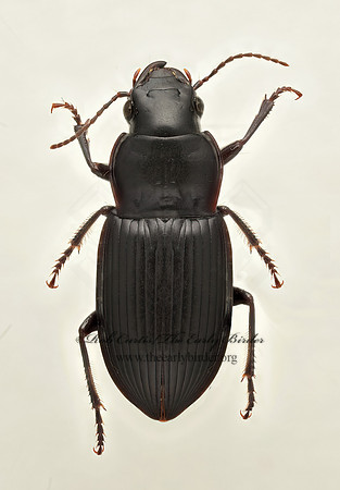 Notiobia mexicana 9019550 z