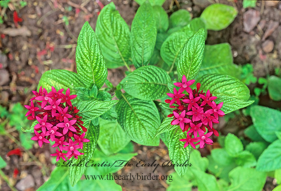 Pentas lanceolata  EGYPTIAN STARCLUSTER 165501z