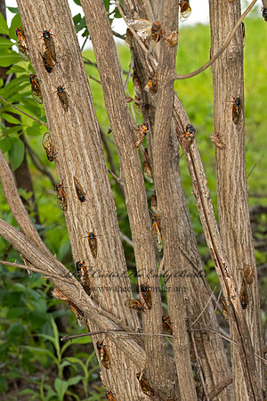 Magicicada cassinii CASSINI'S PERIODICAL CICADA 9088055 z