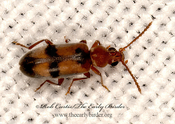 Notoxus postictus  ANTLIKE FLOWER BEETLE 3031986z
