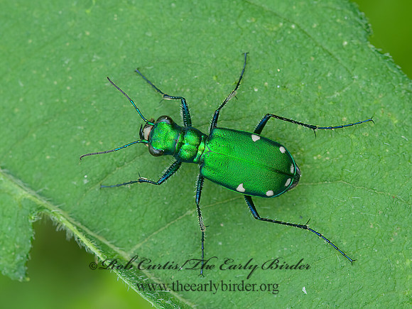 Cicindela sexguttata  6-SPOTTED TIGER BEETLE 3016882z