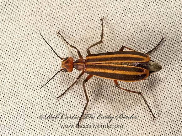 Epicauta vittata  STRIPED BLISTER BEETLE 9048212z