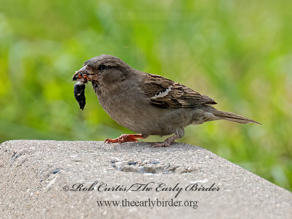 Passer domesticus HOUSE SPARROW 9089222z