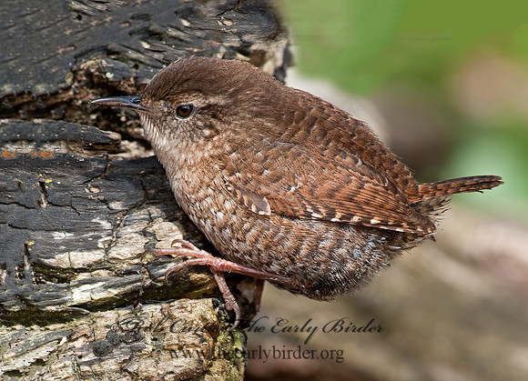 Troglodytes hiemalis  WINTER WREN 8033965z