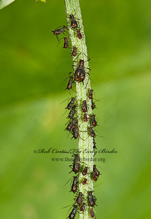 Uroleucon or Macrosiphum  APHID 8007030 Aphidz