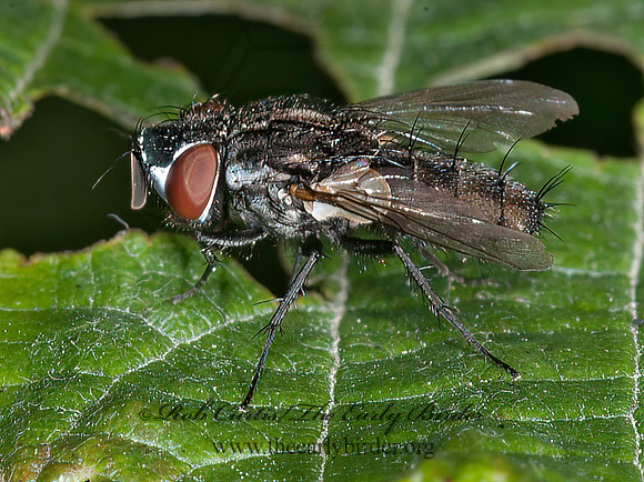 Metopia argyrocephala  SATELLITE FLY 8034913z