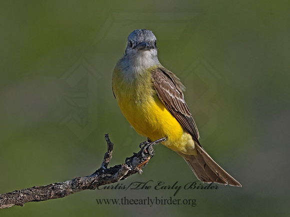 Tyrannus couchii  COUCH'S KINGBIRD 3034061z