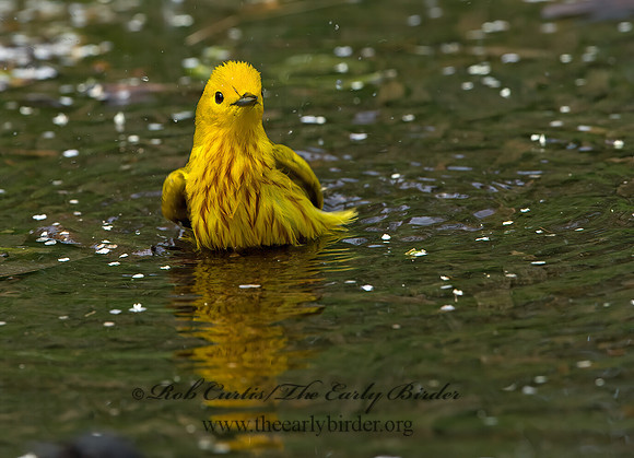 Setophaga petechia  YELLOW WARBLER 9046252z