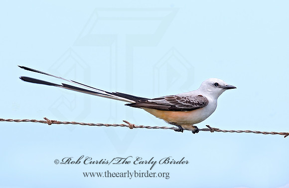 Tyrannus forficatus SCISSOR-TAILED FLYCATCHER 7003932z