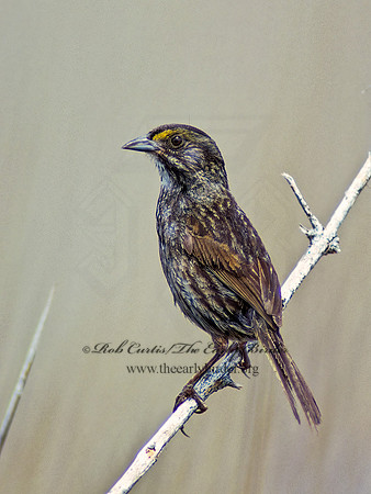 Ammospiza maritima  SEASIDE SPARROW 256512z