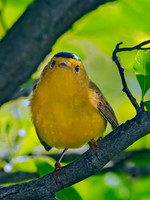 Cardellina pusilla WILSON'S WARBLER 3002407z