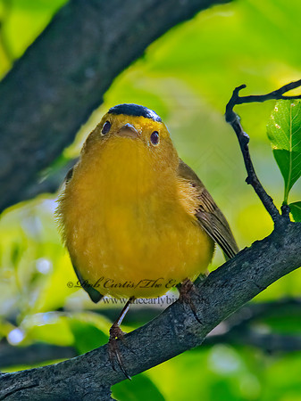 Cardellina pusilla  WILSON'S WARBLER 3002407z
