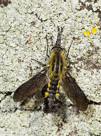 Lepidophora lepidocera  ECLIMINAE BEE FLY 8006423z