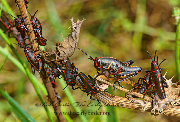 Taeniopoda eques HORSE LUBBER GRASSHOPPER  193231z