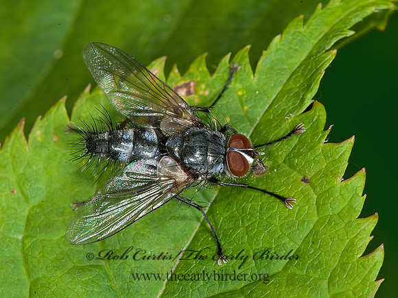 Uramya pristis  URAMYINI TACHINID FLY 8034537z