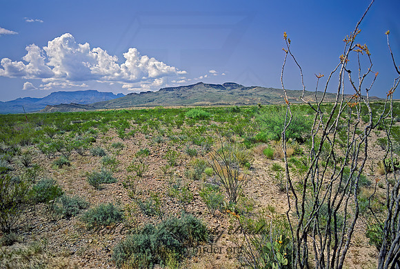 CHIHUAHUAN DESERT 71324z