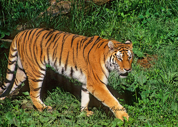 Panthera tigris  TIGER 282307z