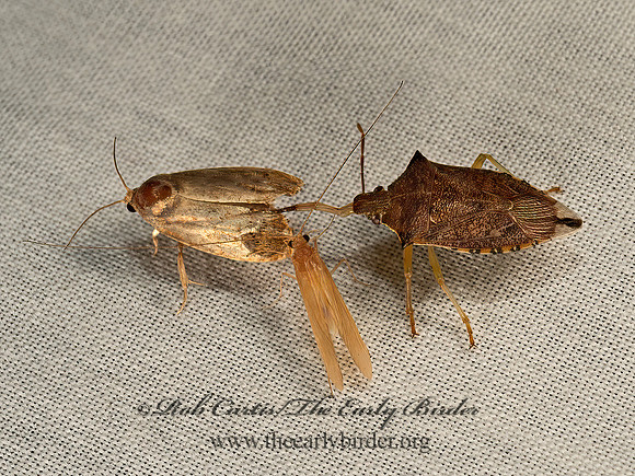 Oebalus pugnax  RICE STINKBUG 9048624z
