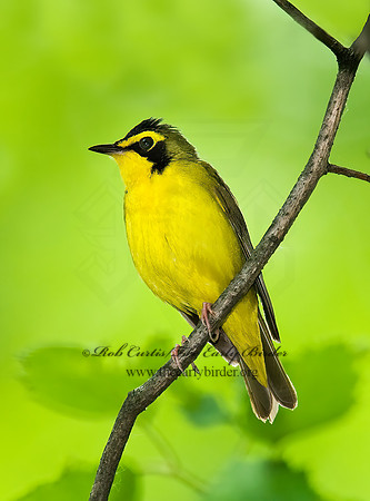 Geothlypis formosa  KENTUCKY WARBLER 8004398z