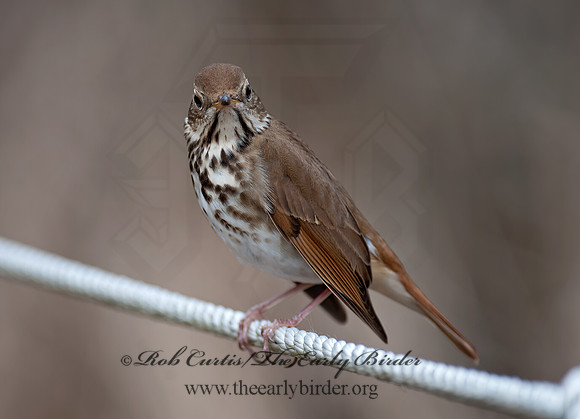 Catharus guttatus  HERMIT THRUSH 8035281z